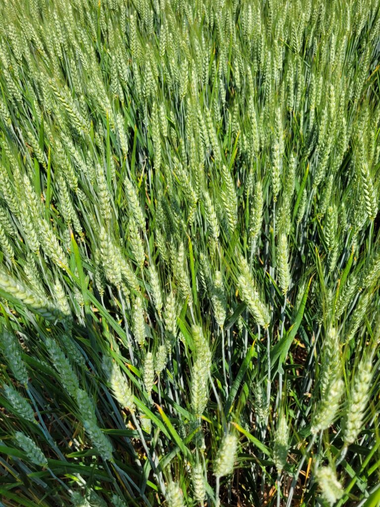 Epis de blé Saveurs Câlines pâtes fermières normandes locales