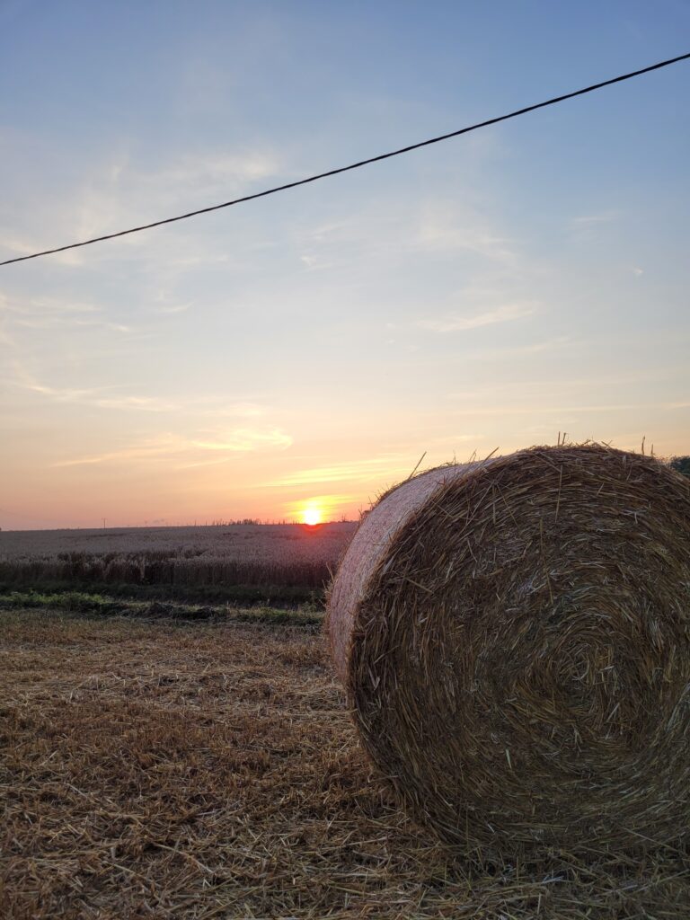 Moisson paille blé pâtes normandie Butot Saveurs Câlines ferme