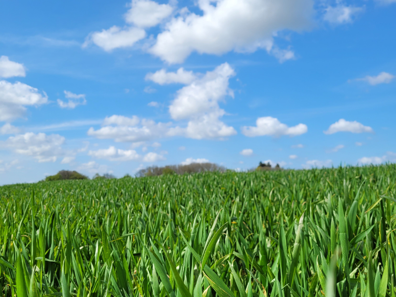 Blé Saveurs Câlines pâtes fermières Normandie