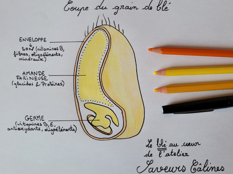 Coupe schématique grain de blé dessin saveurs câlines pâtes locales normandes